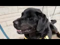 Diesel the Black Lab and Rottweiler Mix