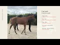 Download Lagu Lot 16 - Undercover vd Moleneed Z - Uricas vd Kattevennen X Gino H