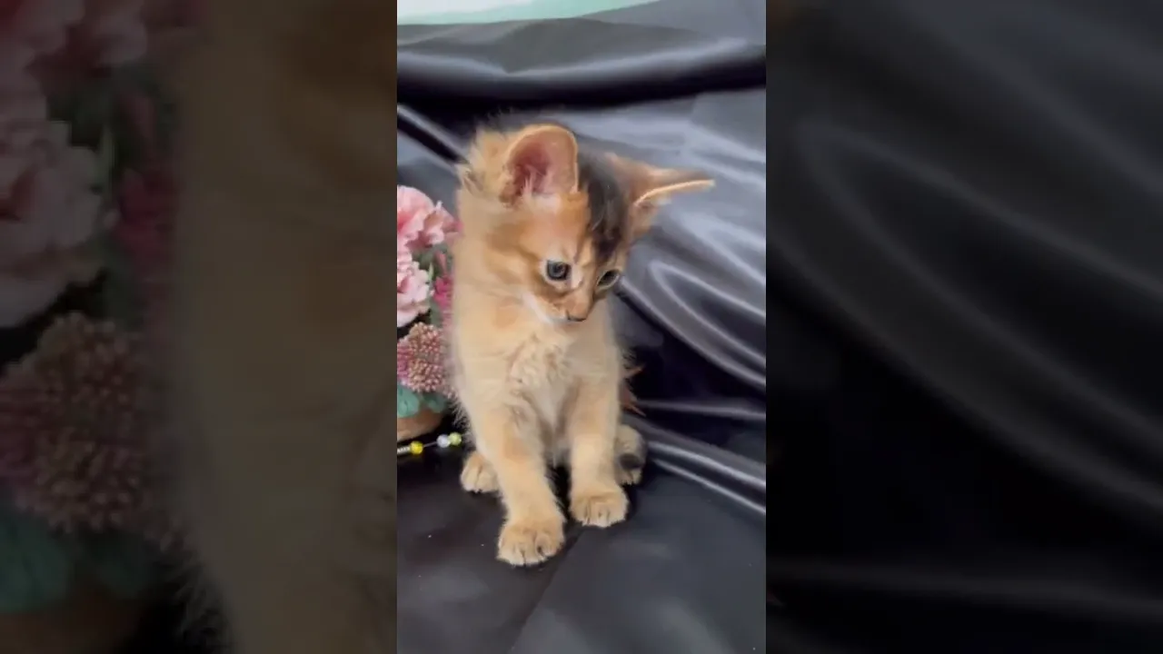 動画