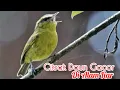 Download Lagu Suara Burung Cikrak Daun Gacor | Cikrak Daun Di Alam Liar