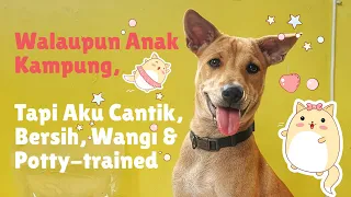 Download Belajar Bersyukur dari Anjing Kampung MP3