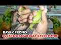 Download Lagu Green CUCAK with GACOR Flavor, Lots of Promos Available