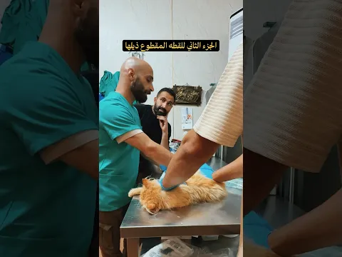 الجزء الثاني للقطه المقطوع ذيلها