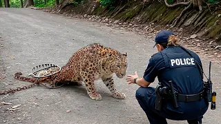 Best Moments Of Animals That Asked People for Help & Kindness