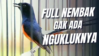 masteran murai batu full isian tembakan mewah silahkan di download