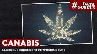 Cannabis, the soft drug whose hypocrisy lasts - #DATAGUEULE 11