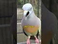 Download Lagu Suara burung Punai daun jantan gacor #shorts