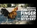 Mystery surrounds Yuba City s chickens Bartell s Backroads