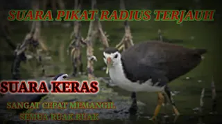 Download PIKAT RUAK RUAK SUARA RIBUT DAN KERAS MP3