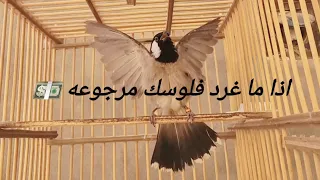 تغريد بلبل فحل لتسميع لبلابل اذا ما غرد بلبلك فلوسك مرجوعه 