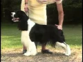 English Springer Spaniel - AKC Dog Breed Series