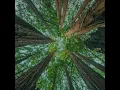 belong - slenderbodies