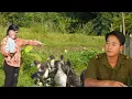 Lagu Huong buys small geese to raise - Jon appears in a new outfit. Lý Tử Hường