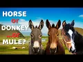 Horse vs Donkey vs Mule How to Tell Them Apart Once and for All