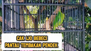 durasi pendek cucak ijo bebeci