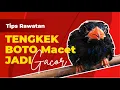 Download Lagu TENGKEK BUTO MACET? SIMAK INI Supaya Gacor Kembali!