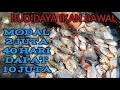 Download Lagu KEREN!!MODAL 2 JUTA 40 HARI DAPAT 10 JUTA || BUDIDAYA IKAN BAWAL