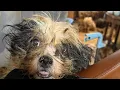 Missouri Humane Society rescues nearly 211 starving dogs and other animals in Christian County