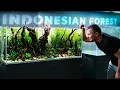 Download Lagu Lahirnya Aquascape Bergaya Indonesia yang LUAR BIASA