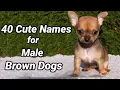 40 Cute Names for Male Brown Dogs Pet Names for Brown Dogs