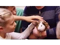 Pets in the Classroom - Funding and Supplies From Petco
