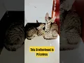 Download Lagu Brotherhood is priceless #90s #nature #cats #brothers #cat_brothers #brotherhood #inaintha_kaikal