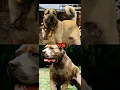 Download Lagu TURKISH KANGAL VS BANDOG,TOSA INU,CANE CORSO,DOGO DE BORDEAUX,(BITE FORCE)