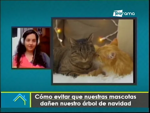 Cómo evitar que nuestras mascotas dañen nuestro árbol de navidad