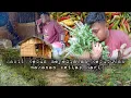 Download Lagu Sederhana tapi mewah hasil kebun menyediakan makanan tanpa megeluarkan uang hidup di hutan