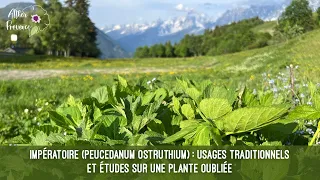 Impératoire Peucedanum ostruthium : usages traditionnels et études sur une plante oubliée