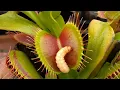 Venus Flytraps eating worms up close