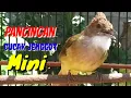 Download Lagu Pancingan CUCAK JENGGOT Mini Biar Bunyi