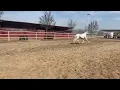 Caballo Espanol en Venta en California Tel o WhatsApp 818 335-2735