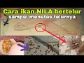 Lagu Cara ikan NILA bertelur sampai menetas telurnya.