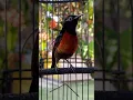 Download Lagu suara burung konin gacor