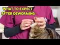 How Long After Deworming Will My Cat Feel Better