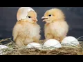 Download Lagu nada dering suara anak ayam