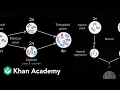 Allopatric and sympatric speciation Biology Khan Academy