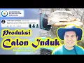 Lagu Q \u0026 A - PRODUKSI CALON INDUK IKAN NILA