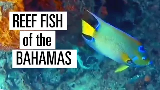 Learn to Identify Fish in the Bahamas