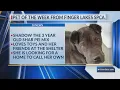 Pet of the Week Shadow Finger Lakes SPCA