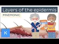 Layers of the epidermis mnemonic - Human Anatomy Kenhub