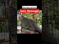 Download Lagu pancingan perkutut agar bunyi #perkututlokal #burung #perkutut #perkututperkutut