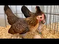 Gallina Kikiriki poniendo huevo