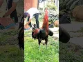 Download Lagu PUN ASMARANDANA AYAM PELUNG JUARA DARI TASIK #ayampelung #ayam #ayampelungcianjur #rooster