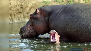 اغنيه يا جنينه الحيوانات دندنها