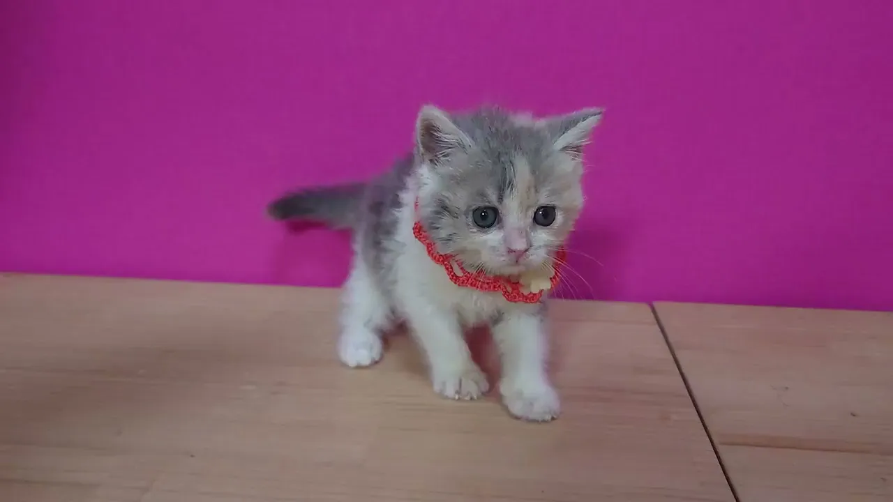 動画
