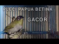 Download Lagu Pleci Papua Betina Gacor_Cocok Buat Pancingan Mikat