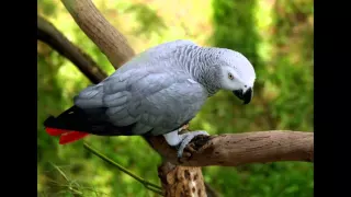 تعليم الببغاء كلمة   سبحان الله  مدة طويلة مكرر   دندنها