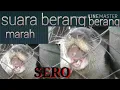 Download Lagu SUARA BERANG BERANG LINSANG COCOK BUAT PIKAT